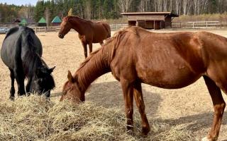 Интерактивная программа в деревне "Шуваловка"
